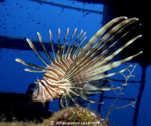 "Majestic invador" - Pterois miles-Invasive lion fish in ... by Athanassios Lazarides 